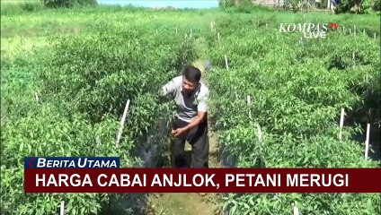 Harga Cabai Anjlok di Sumatera Barat, Kerugian Petani Capai 50 Persen!