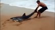 Ce touriste sauve un requin échoué sur la plage