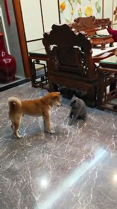 Un chien vrille totalement face à un chat