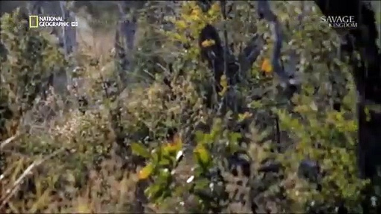 Lion_saves_his_lioness_from_rape_(Savage_Kingdom)