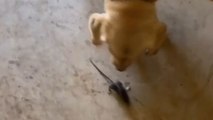 Dog sets owner screaming by bringing an alive rat in mouth *Hilarious Reaction*