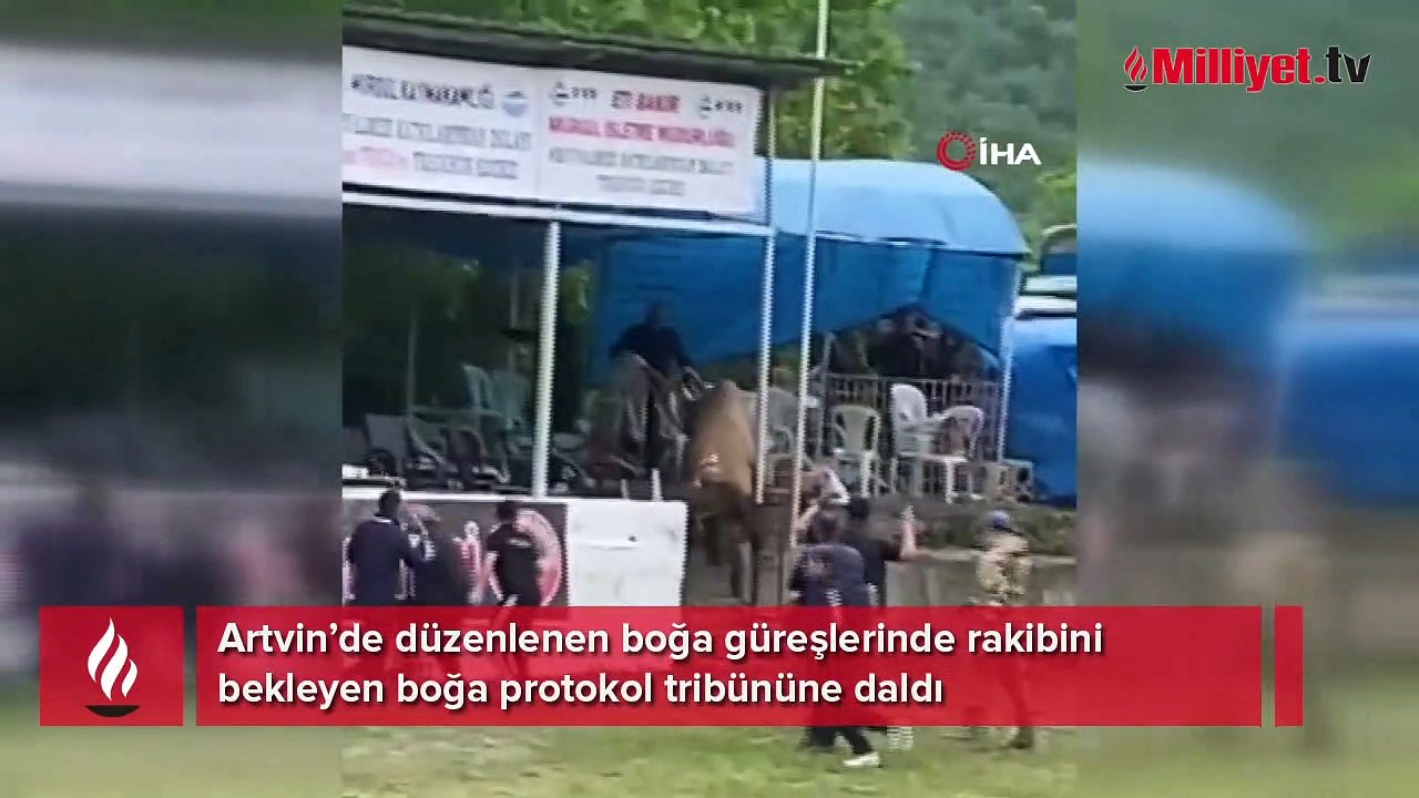 Arenadan kaçan boğa tribüne çıktı! O anlar anbean kaydedildi