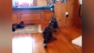 Funniest Animals Video - Best Cats  and Dogs Videos