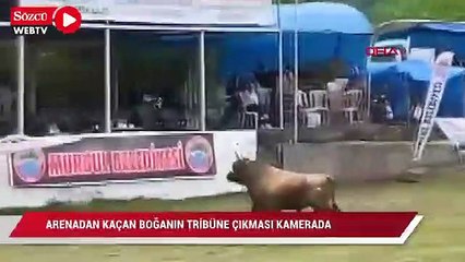 Arenadan kaçan boğanın tribüne çıkması kamerada