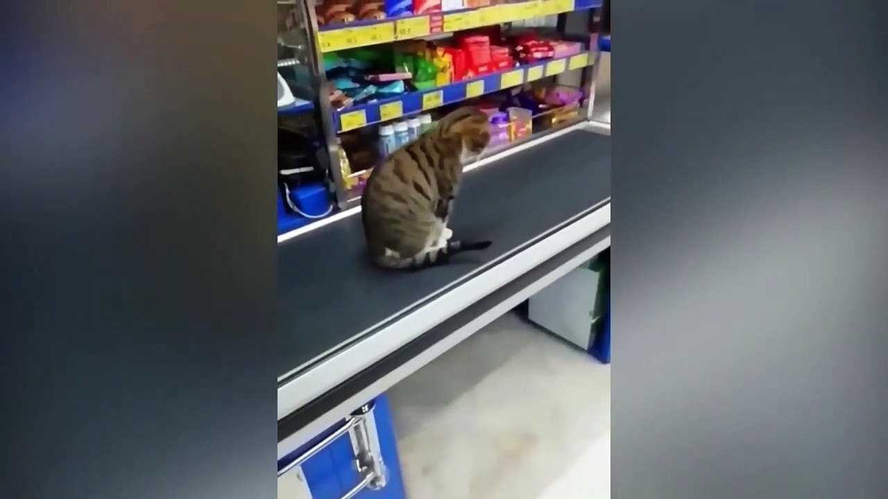Funniest Animals Video - Best Cats  and Dogs Videos