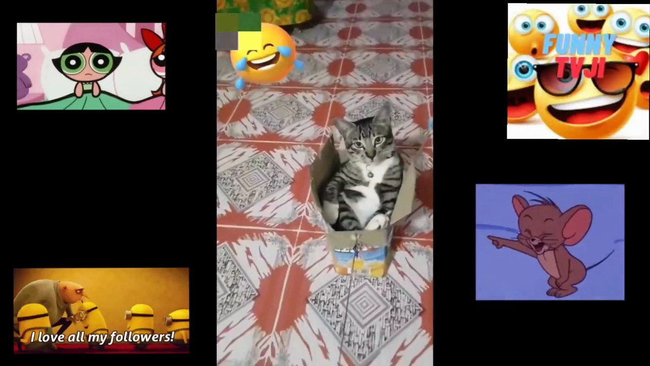 FUNNY ANIMALS 5