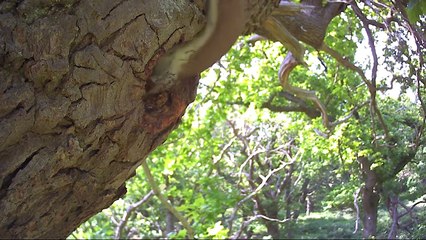 Moments When Stoat Kill Almost Everything