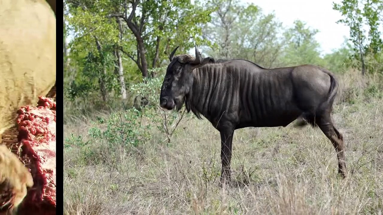 QUAND LE GNOU FÉROCE SE MET EN COLÈRE !! REGARDEZ CE QUI S'EST PASSÉ !!