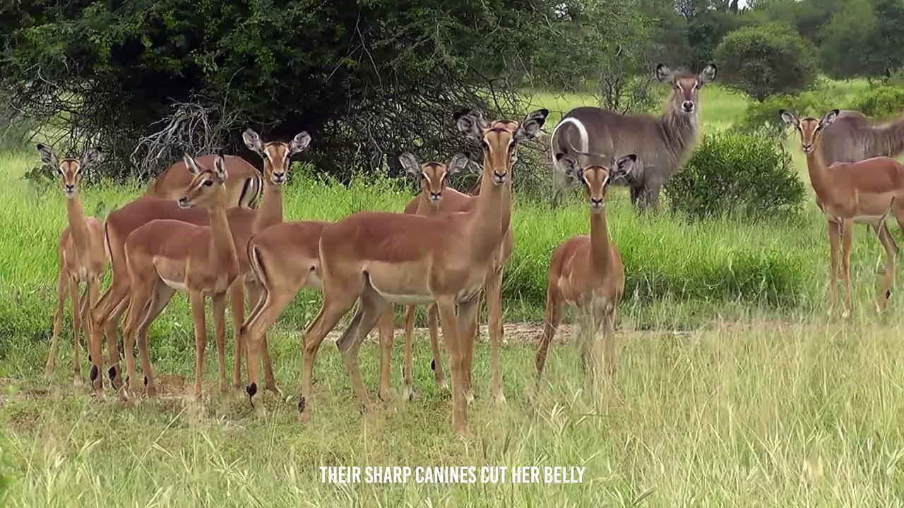 Tragically ! Antelopes on the Verge of Death and Life