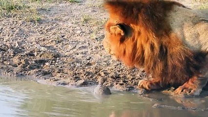 Turtles Were Crushed And Eaten By Predators