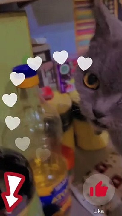 What did you do Funny cat | #shorts #funny #cats #youtubeshorts #catlover #funnyshorts