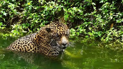 Can Maned wolf Belongs The jaguar