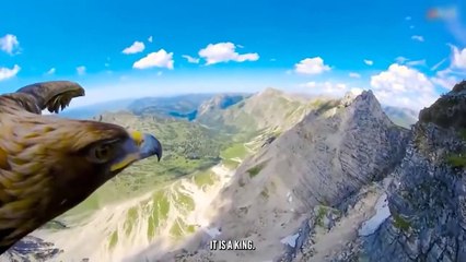 Eagle Suffocate a Heron Until death What Happens Is Shocking !!