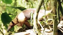 Giant Anteater Face Off The Jaguar