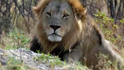 Hyena Ripped a Lion Apart And Ate His Flesh !!