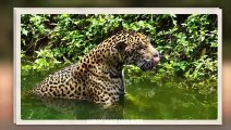 Jaguar Grabs The Caiman From Its Head