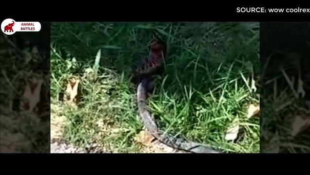 6 combats entre Mille-pattes Géant et Serpent Combats d’Animaux