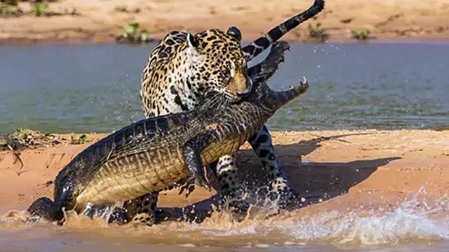 7 fois les Hyènes ont intimidé les Grands Félins Combats d’Animaux