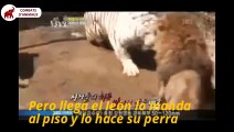 Le Lion peut aussi gagner le Tigre   Combats d’Animaux