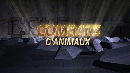 Le plus grand ennemi de la Mante, la chasse aux Mante   Combats d’Animaux