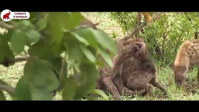Les plus horribles attaques de la Hyène sur le Lion, Léopard, Buffle, Éléphant Combats d’Animaux