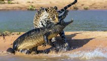 Top 5 des Combats pour la nourriture entre les Léopards et les Hyènes   Combats d’Animaux