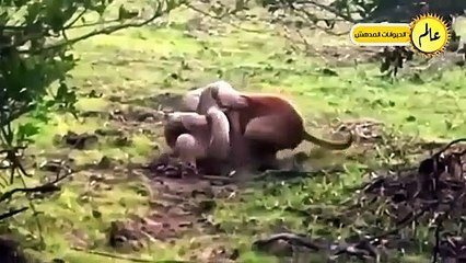 مدهش..أقترب هذا الكلب من أفعي الكبري الملك ولكن ما حدث لم يكن متوقعا عالم الحيوان
