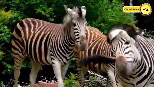 معارك جنونية!! وصراع البقاء في عالم الحيوان!! مشاهد لو لم تسجلها الكاميرا لما صدقها احد