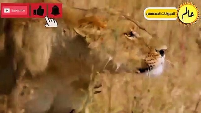 معارك مجنونة !!وصراع البقاء في عالم الحيوان..شئ لا يصدق عالم الحيوانات البرية