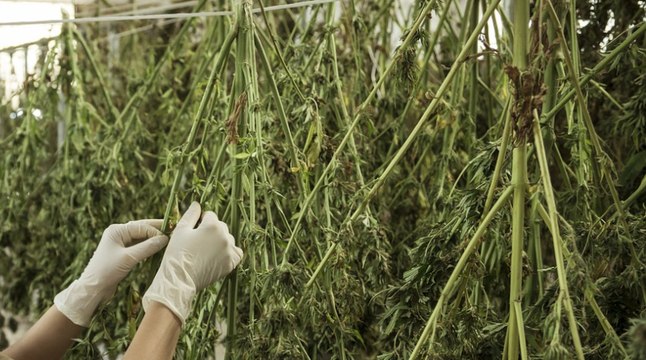 Falta de apoyo estatal, demoras en licencias y otras trabas de la industria del cannabis en Colombia