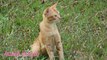 Cute and cute baby kitten, baby cat meowing - Cat Sounds