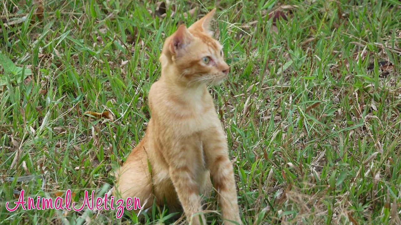 Cute and cute baby kitten, baby cat meowing - Cat Sounds