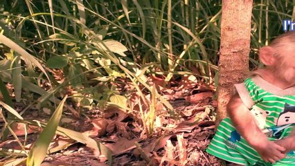 Short video monkey and goat\sa jokes funny video