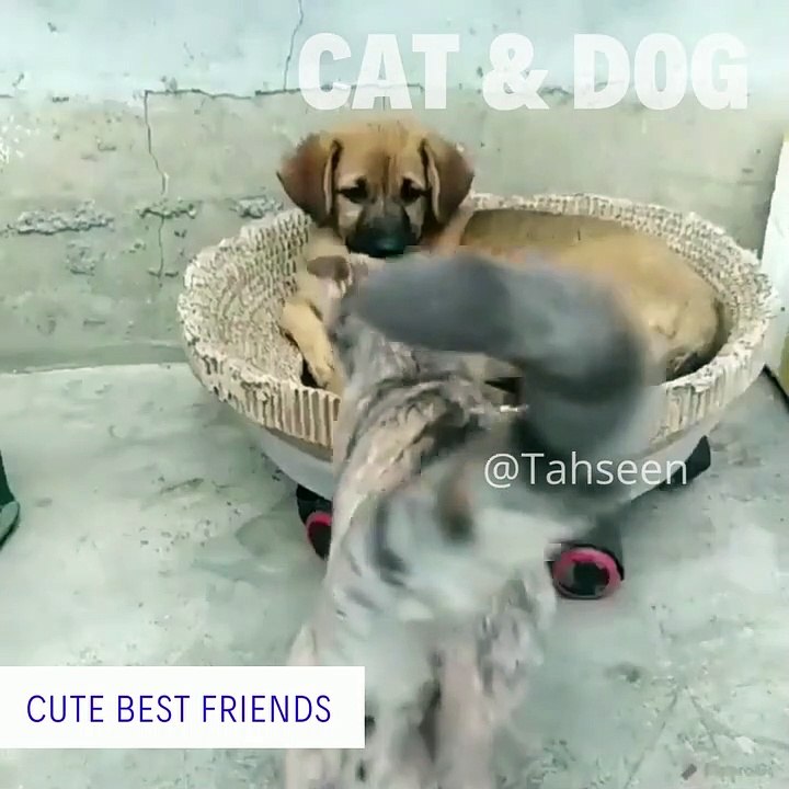 Cat and Dog Friendship (Most Satisfying Videos)