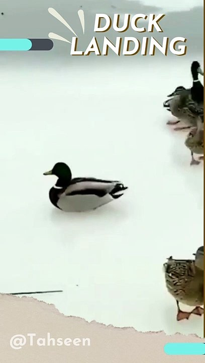 Funny Duck Landing on Ice