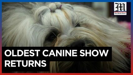 'It's all about the dogs': oldest US canine show comes back to New York City