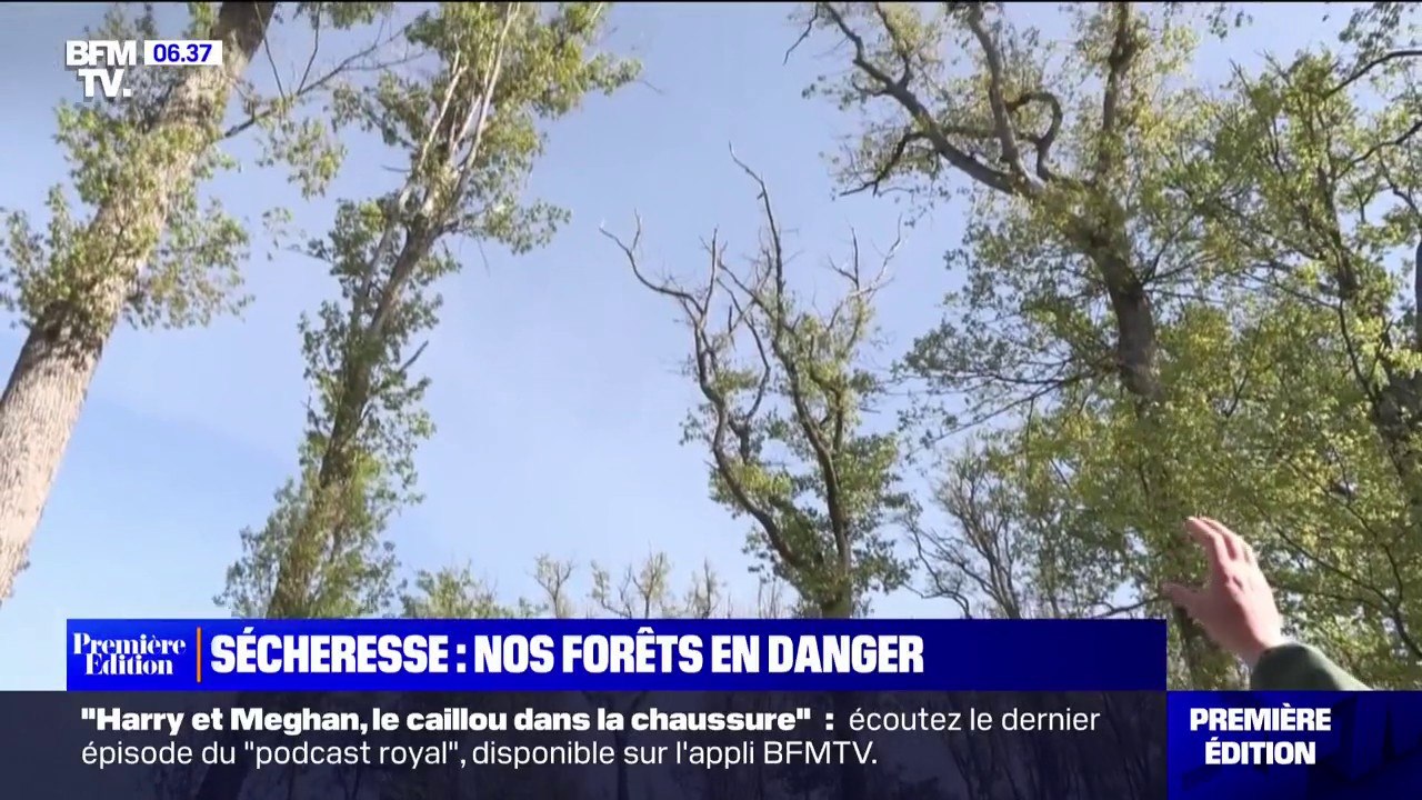 Sécheresse en forêt: "des îlots d'avenir" avec des espèces d'arbres plus adaptées aux évolutions du climat
