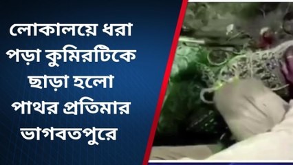 পাথরপ্রতিমা : লোকালয় ধরা পড়লো কুমির! ঘটনায় চাঞ্চল্য