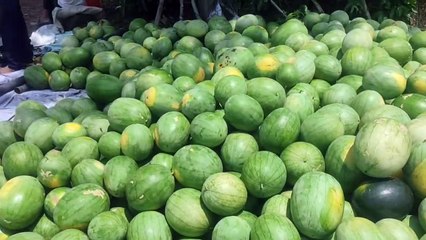 तरबूज का अच्छा उत्पादन लेकिन मौसम में गिर गए दाम