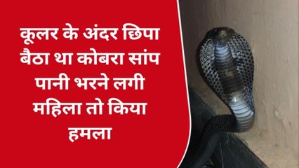 कोटा: कूलर के अंदर छिपा बैठा था कोबरा सर्प, महिला पर किया हमला