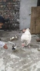 Aseel beautiful babySubscribe my channel