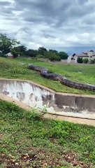 massive anaconda snake caught on camera