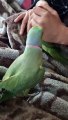 Ringneck Parrot Talking | Indian Ringneck Parrot 
