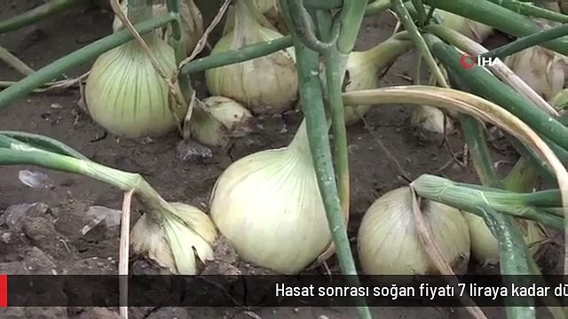 Hasat sonrası soğan fiyatı 7 liraya kadar düşecek