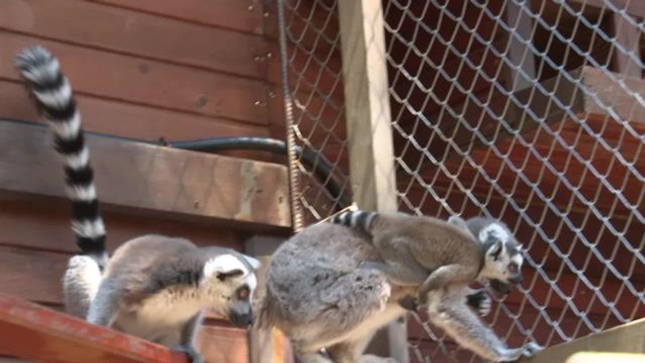 Antalya Büyükşehir Belediyesi Doğal Yaşam Parkı'nda Yeni Yavrular Dünyaya Geldi