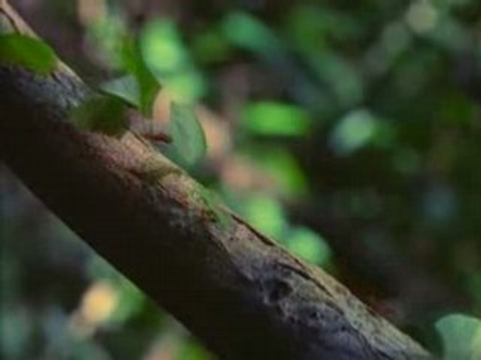 Docu - île de Barro Colorado - 5 6