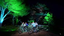 Cambridge University Botanic Garden’s Black Pine lights up in celebration of King’s Coronation