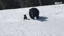 Skier Narrowly Avoids Mama Black Bear On Slopes | Wild-ish TV
