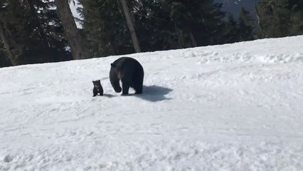 Skier Narrowly Avoids Mama Black Bear On Slopes | Wild-ish TV