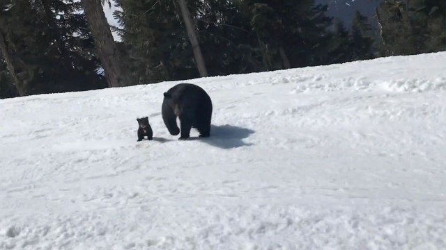Skier Narrowly Avoids Mama Black Bear On Slopes | Wild-ish TV